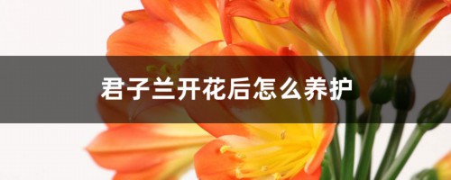 君子兰开花后怎么养护，可以浇淘米水吗